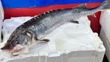 Dünyanın en pahalı balıklarından biri Bartın’da yakalandı! Değeri 2 milyon TL…